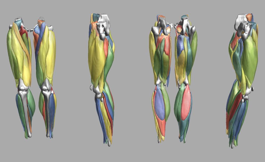 3D render of automated muscle segmentation labels generated using a CNN UNET.