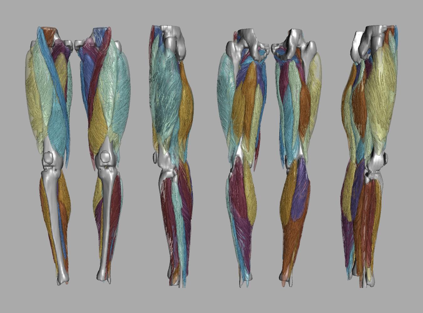 Whole leg 3D fiber tractography of all muscles segmented using a CNN UNET.