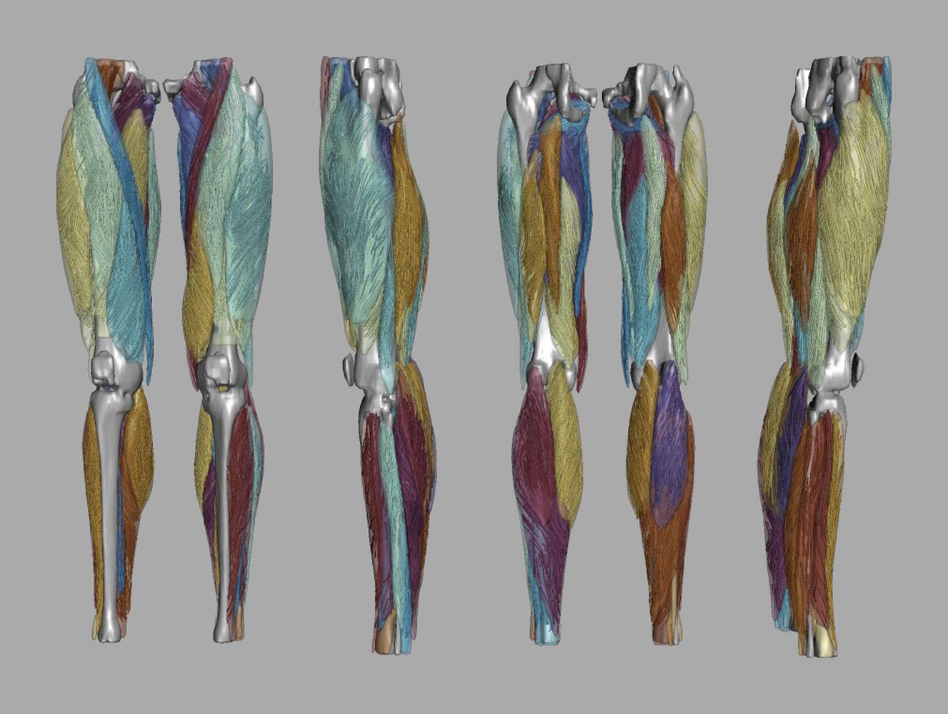 Whole leg 3D fiber tractography of all muscles segmented using a CNN UNET.