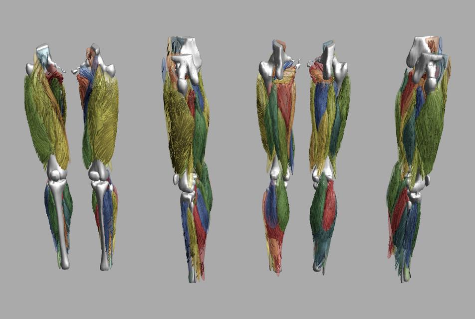 Whole leg 3D fiber tractography of all muscles segmented using a CNN UNET.