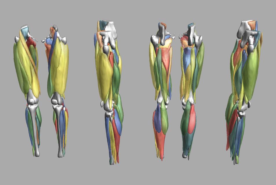 3D render of automated muscle segmentation labels generated using a CNN UNET.