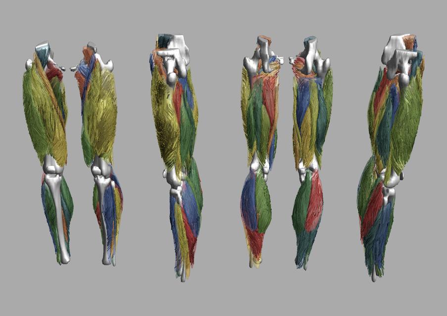 Whole leg 3D fiber tractography of all muscles segmented using a CNN UNET.