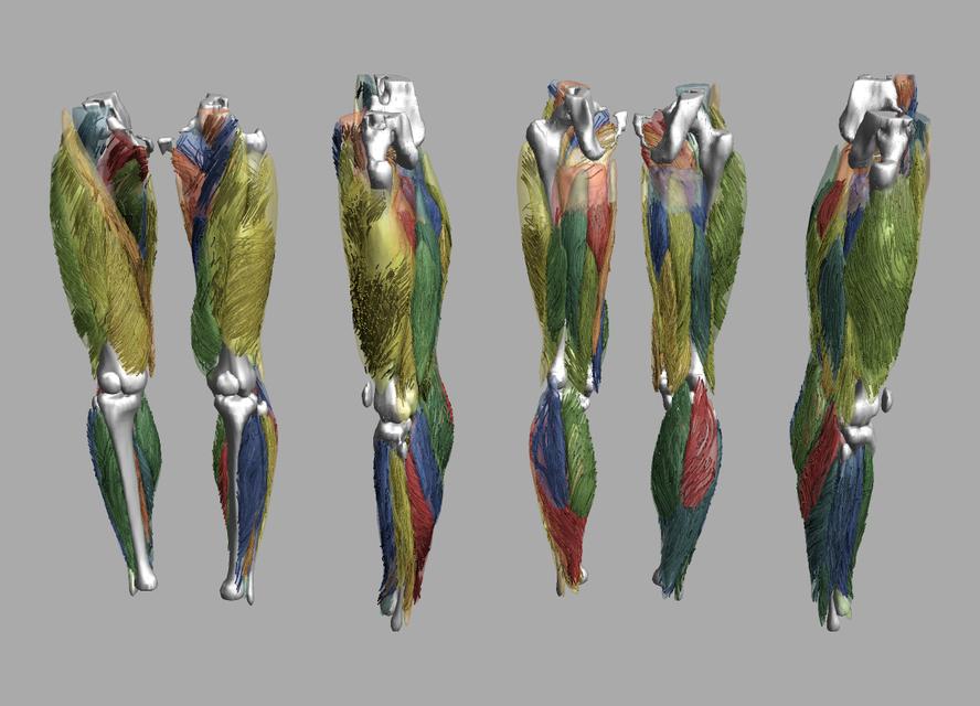 Whole leg 3D fiber tractography of all muscles segmented using a CNN UNET.