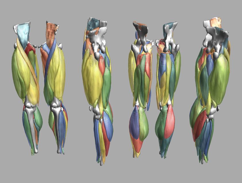 3D render of automated muscle segmentation labels generated using a CNN UNET.