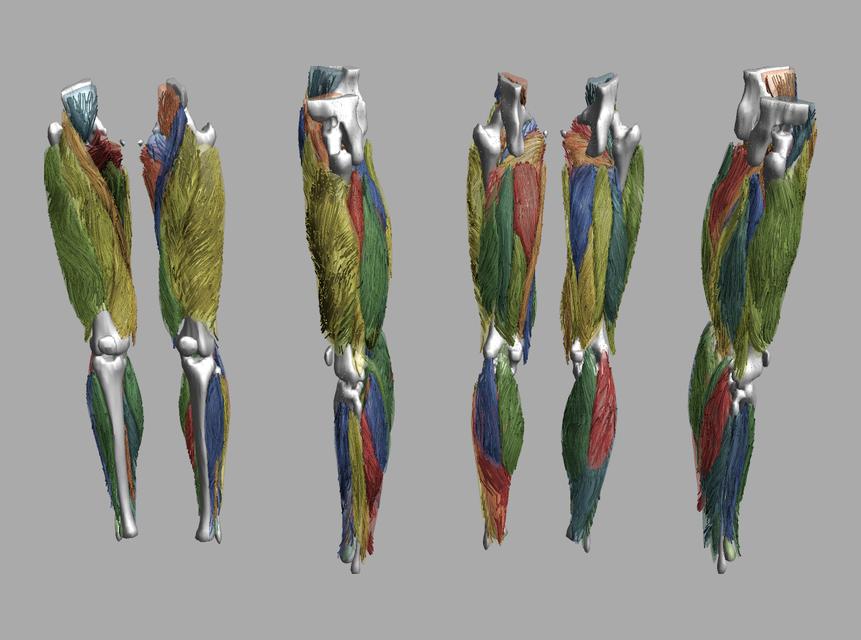 Whole leg 3D fiber tractography of all muscles segmented using a CNN UNET.