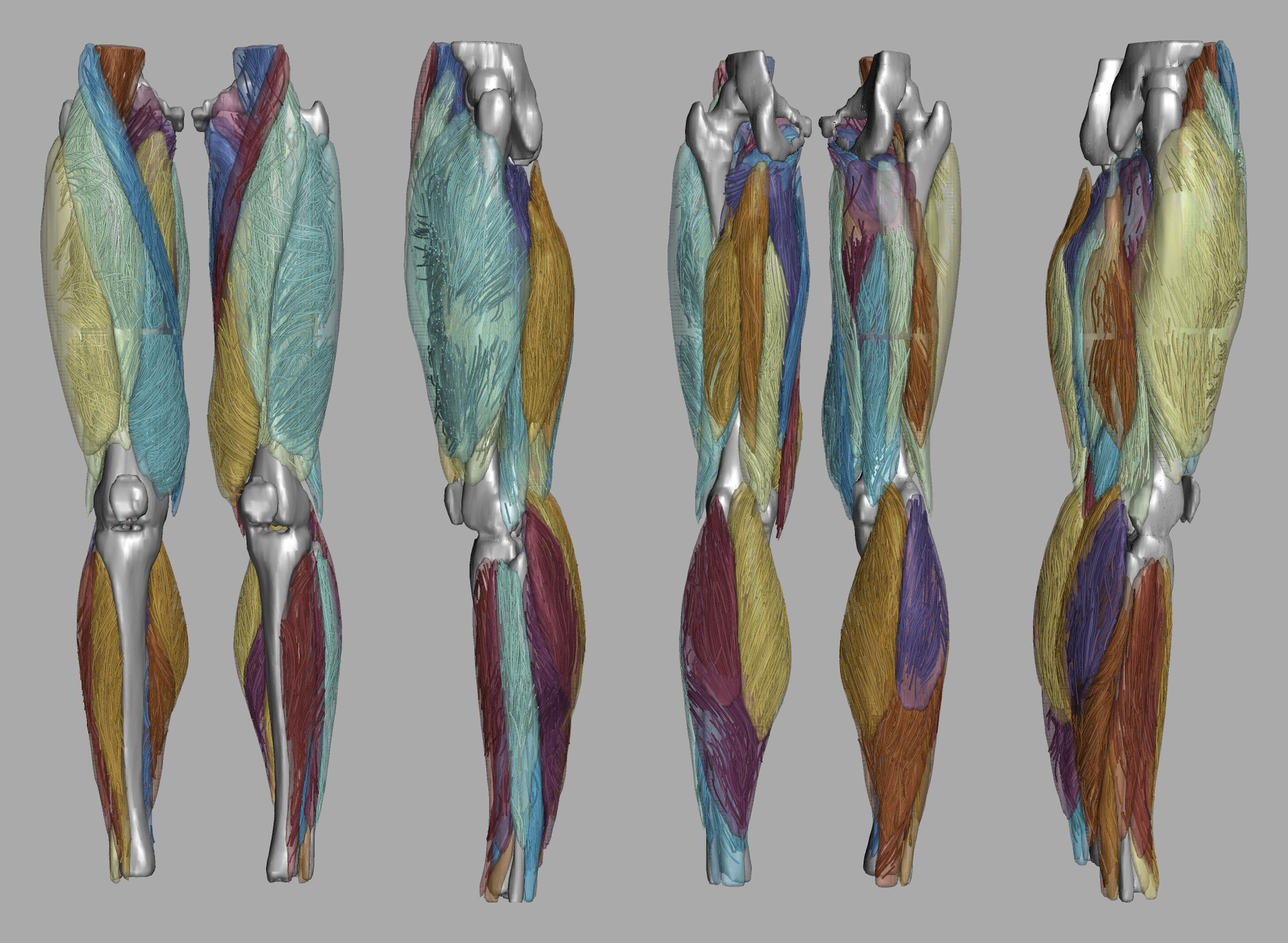 Whole leg 3D fiber tractography of all muscles segmented using a CNN UNET.