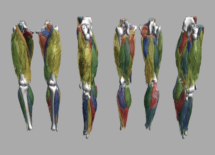 Whole leg 3D fiber tractography of all muscles segmented using a CNN UNET.