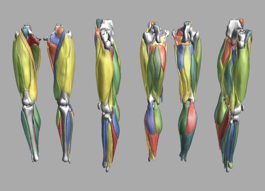 3D render of automated muscle segmentation labels generated using a CNN UNET.