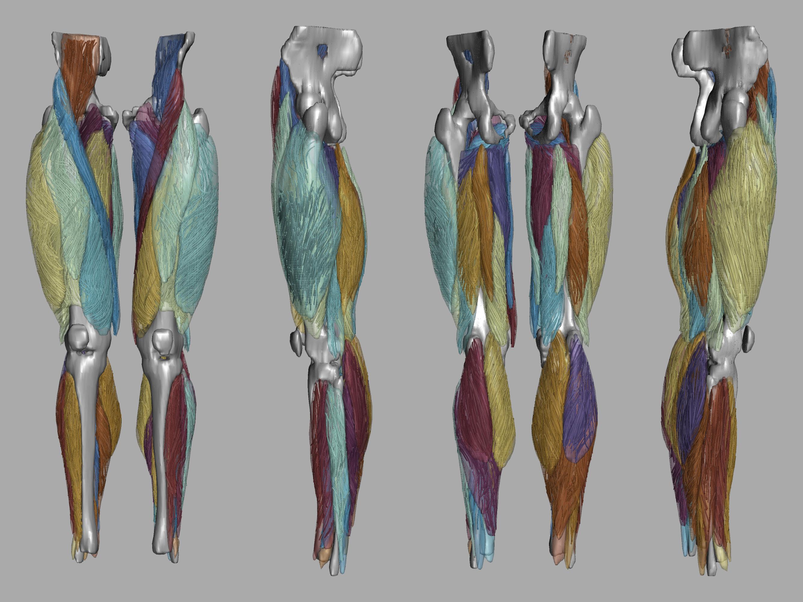 Whole leg 3D fiber tractography of all muscles segmented using a CNN UNET.