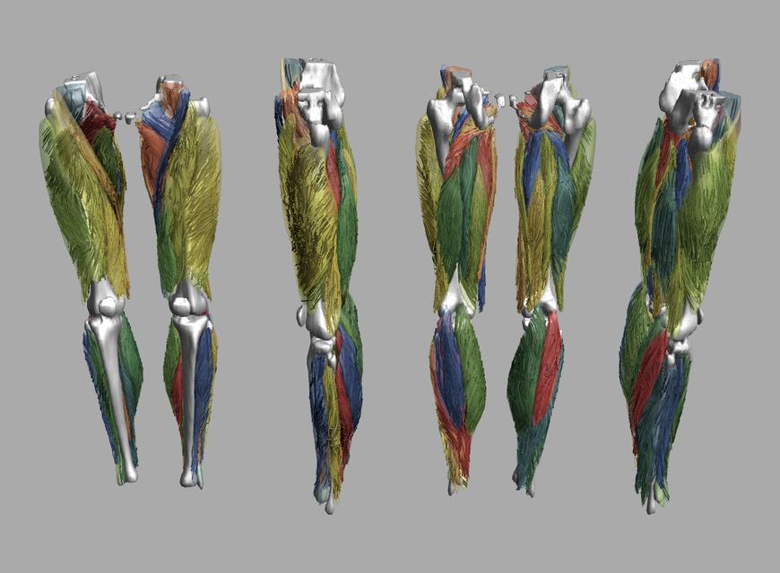 Whole leg 3D fiber tractography of all muscles segmented using a CNN UNET.