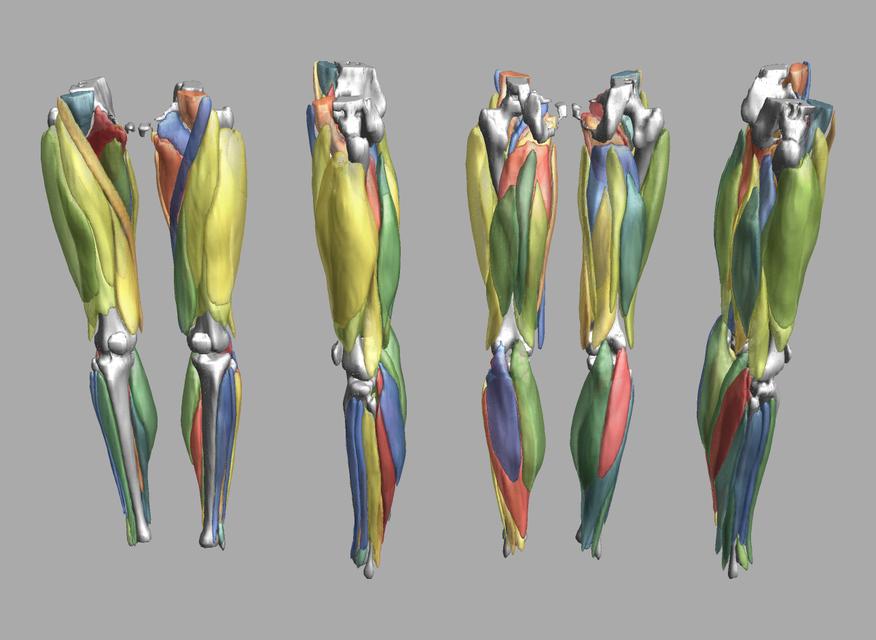 3D render of automated muscle segmentation labels generated using a CNN UNET.