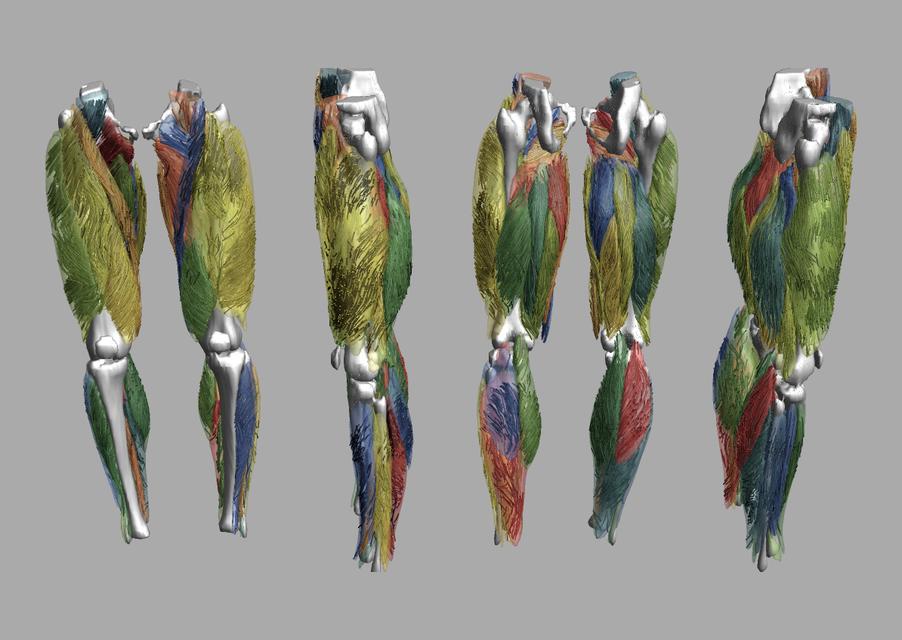 Whole leg 3D fiber tractography of all muscles segmented using a CNN UNET.