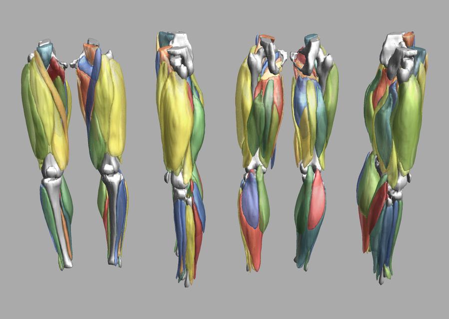 3D render of automated muscle segmentation labels generated using a CNN UNET.