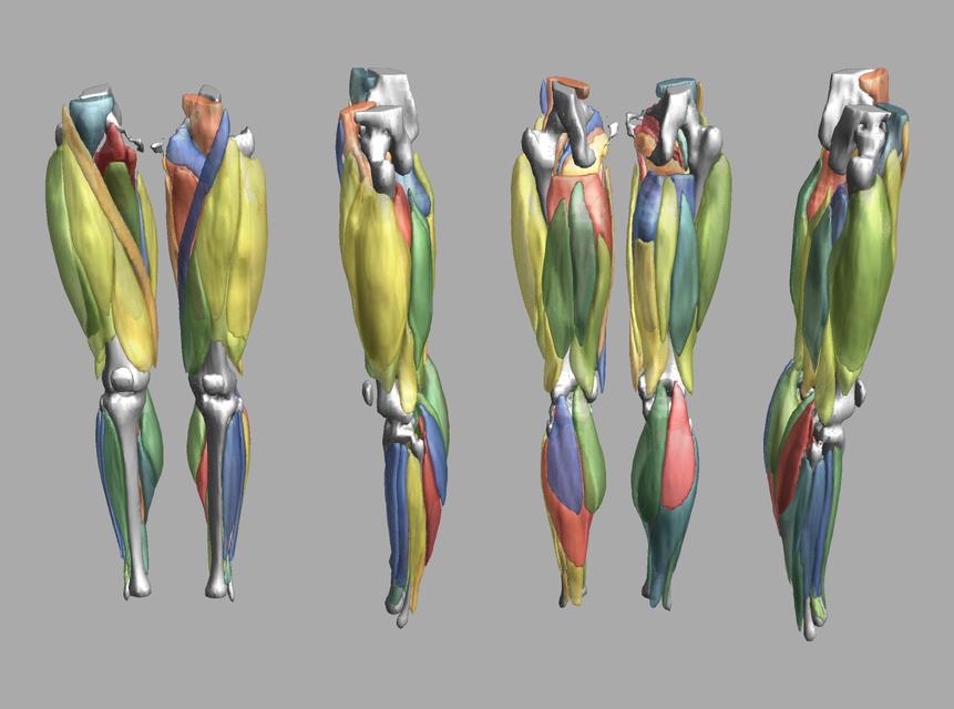 3D render of automated muscle segmentation labels generated using a CNN UNET.