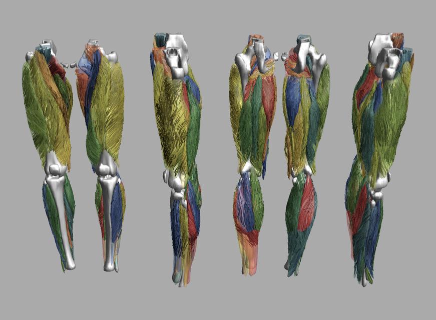 Whole leg 3D fiber tractography of all muscles segmented using a CNN UNET.