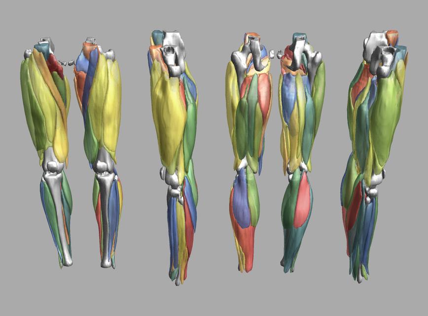 3D render of automated muscle segmentation labels generated using a CNN UNET.