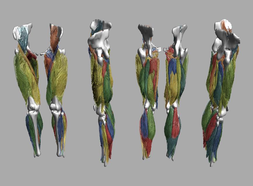 Whole leg 3D fiber tractography of all muscles segmented using a CNN UNET.