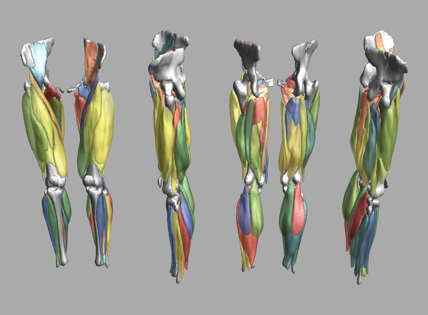 3D render of automated muscle segmentation labels generated using a CNN UNET.