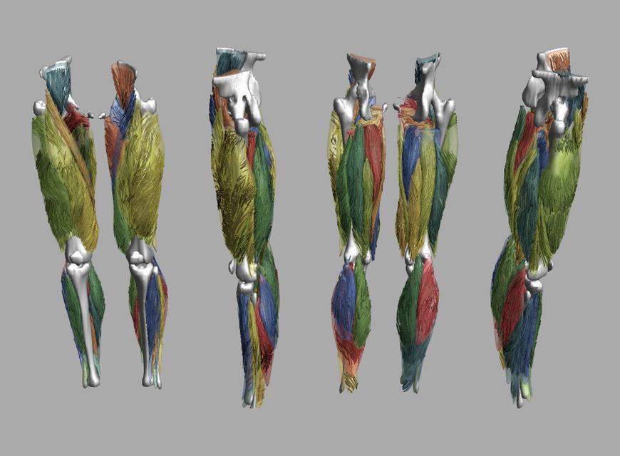 Whole leg 3D fiber tractography of all muscles segmented using a CNN UNET.