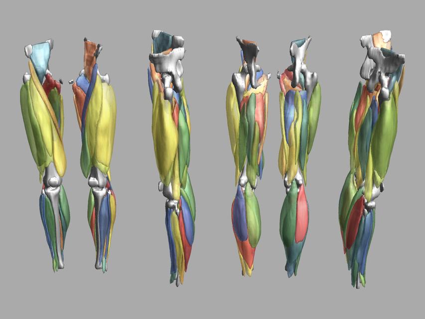 3D render of automated muscle segmentation labels generated using a CNN UNET.