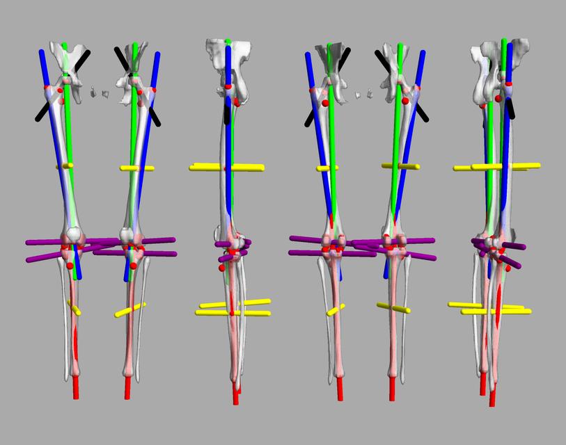 3D render of automated bone segmentation and force lines.