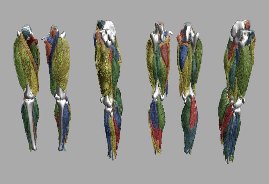 Whole leg 3D fiber tractography of all muscles segmented using a CNN UNET.