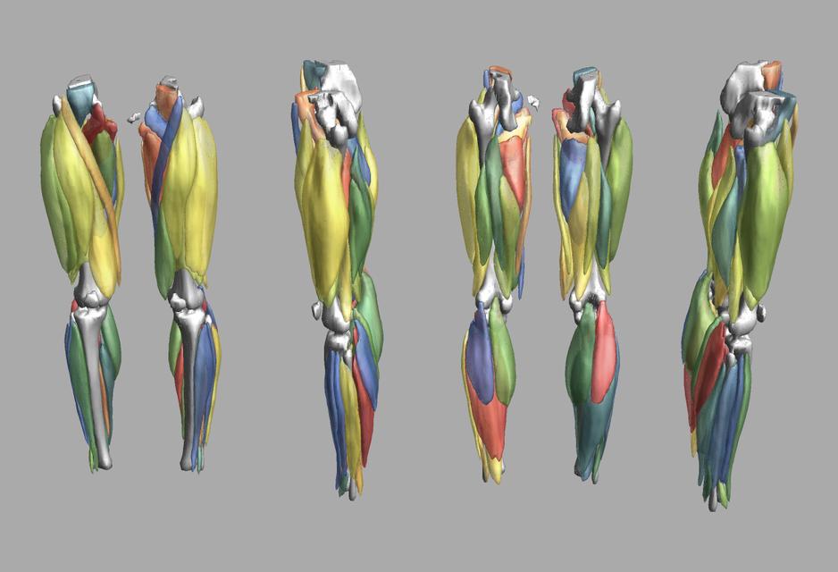 3D render of automated muscle segmentation labels generated using a CNN UNET.