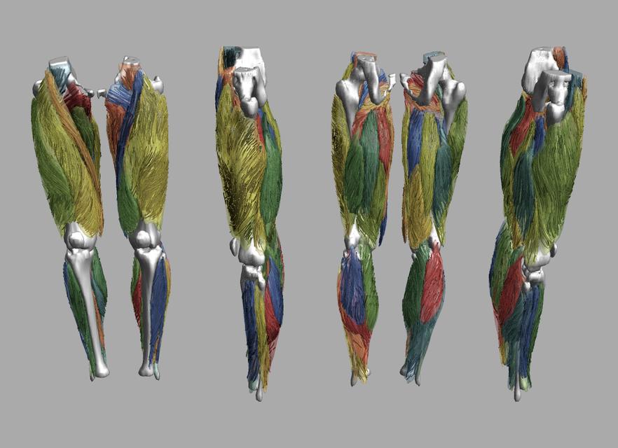 Whole leg 3D fiber tractography of all muscles segmented using a CNN UNET.