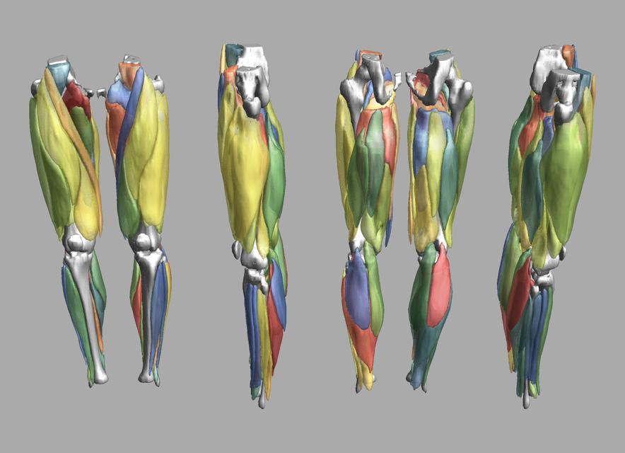 3D render of automated muscle segmentation labels generated using a CNN UNET.