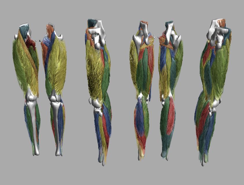 Whole leg 3D fiber tractography of all muscles segmented using a CNN UNET.