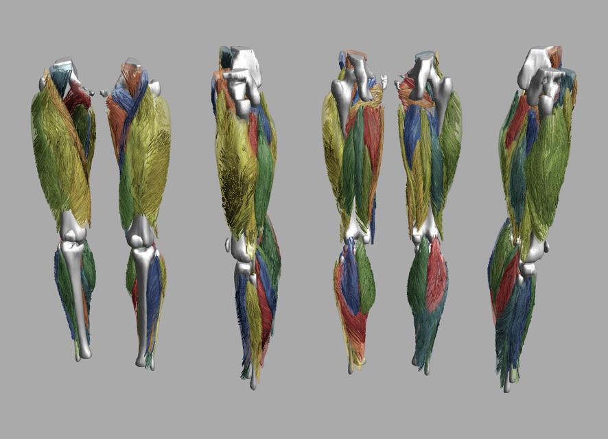 Whole leg 3D fiber tractography of all muscles segmented using a CNN UNET.