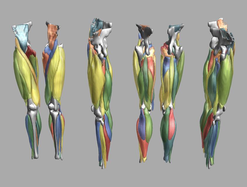 3D render of automated muscle segmentation labels generated using a CNN UNET.