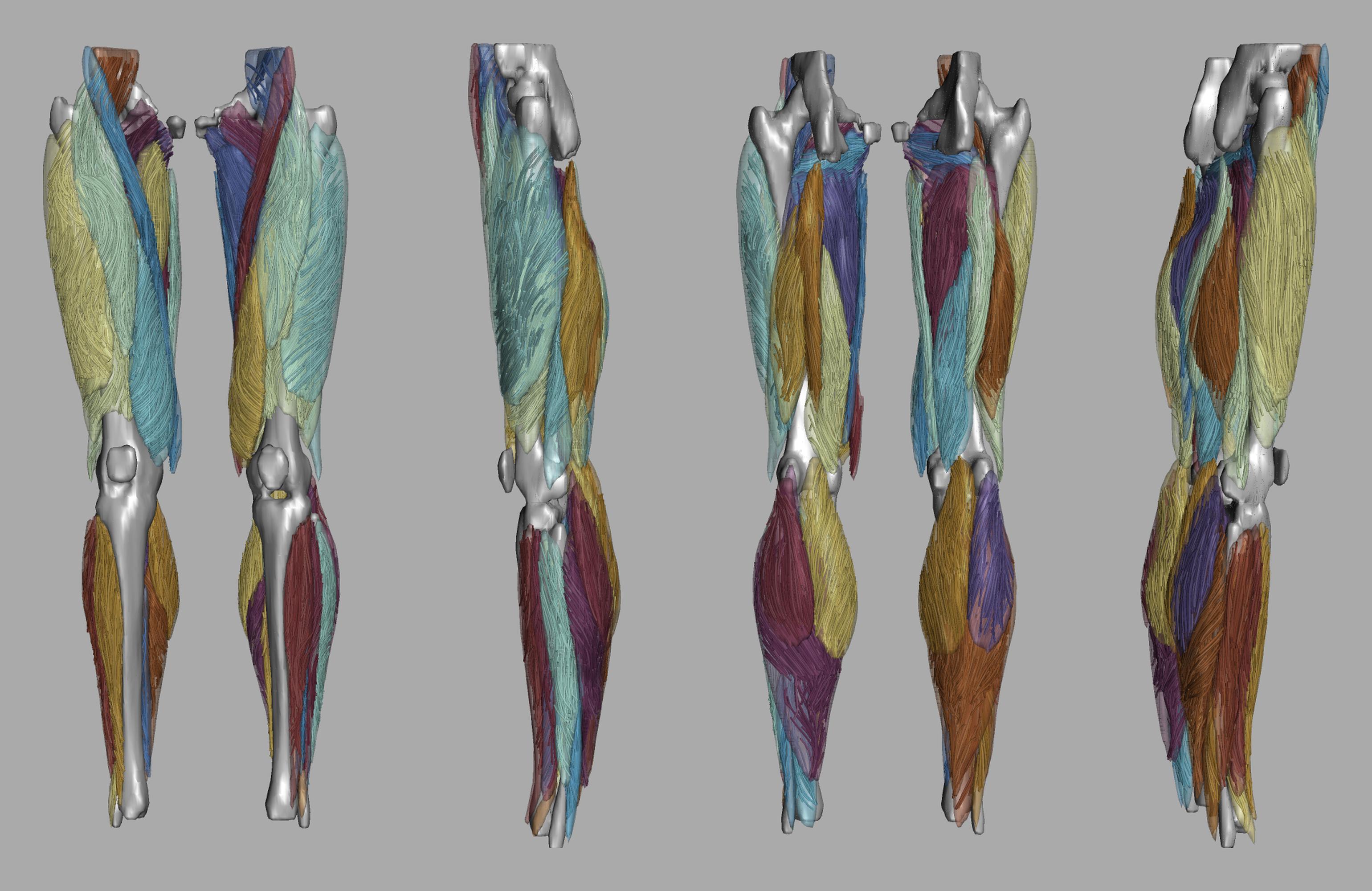 Whole leg 3D fiber tractography of all muscles segmented using a CNN UNET.