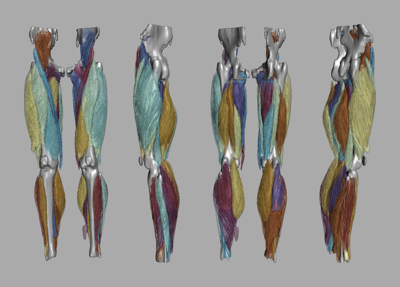 Whole leg 3D fiber tractography of all muscles segmented using a CNN UNET.