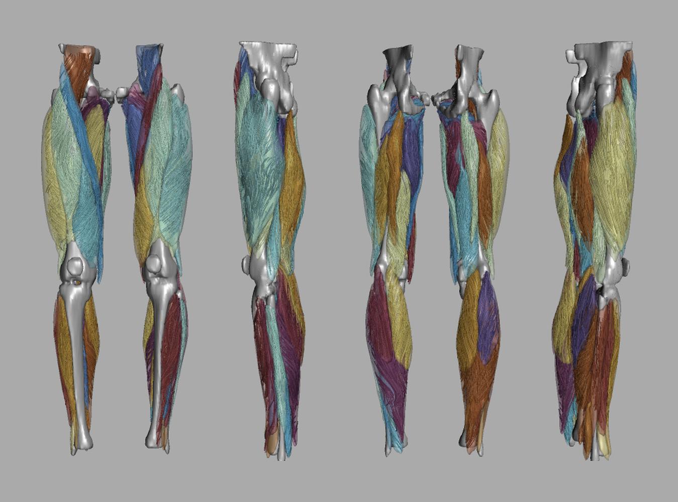 Whole leg 3D fiber tractography of all muscles segmented using a CNN UNET.