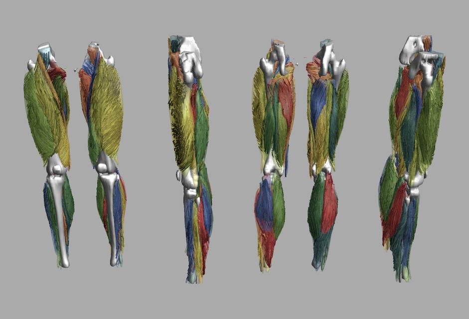 Whole leg 3D fiber tractography of all muscles segmented using a CNN UNET.