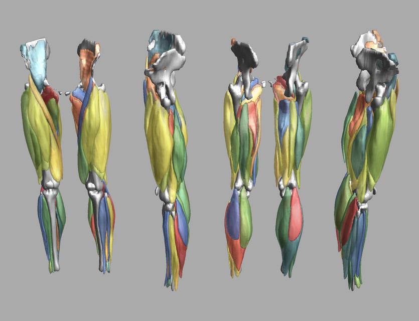 3D render of automated muscle segmentation labels generated using a CNN UNET.