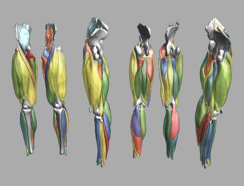 3D render of automated muscle segmentation labels generated using a CNN UNET.