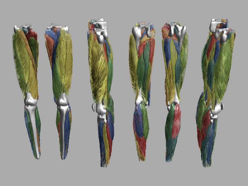 Whole leg 3D fiber tractography of all muscles segmented using a CNN UNET.