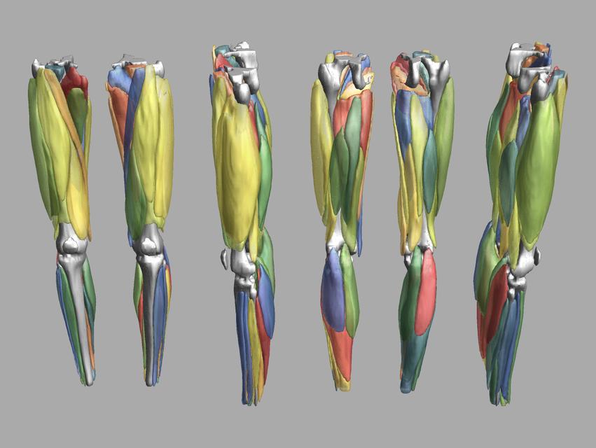 3D render of automated muscle segmentation labels generated using a CNN UNET.