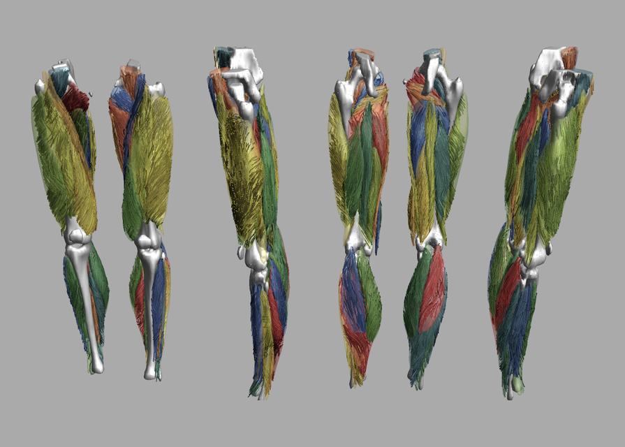 Whole leg 3D fiber tractography of all muscles segmented using a CNN UNET.