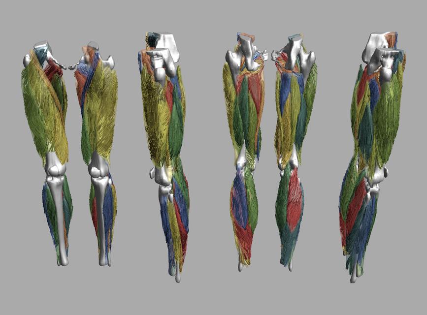 Whole leg 3D fiber tractography of all muscles segmented using a CNN UNET.