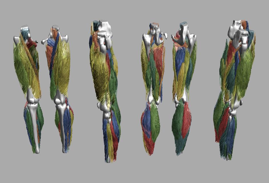 Whole leg 3D fiber tractography of all muscles segmented using a CNN UNET.