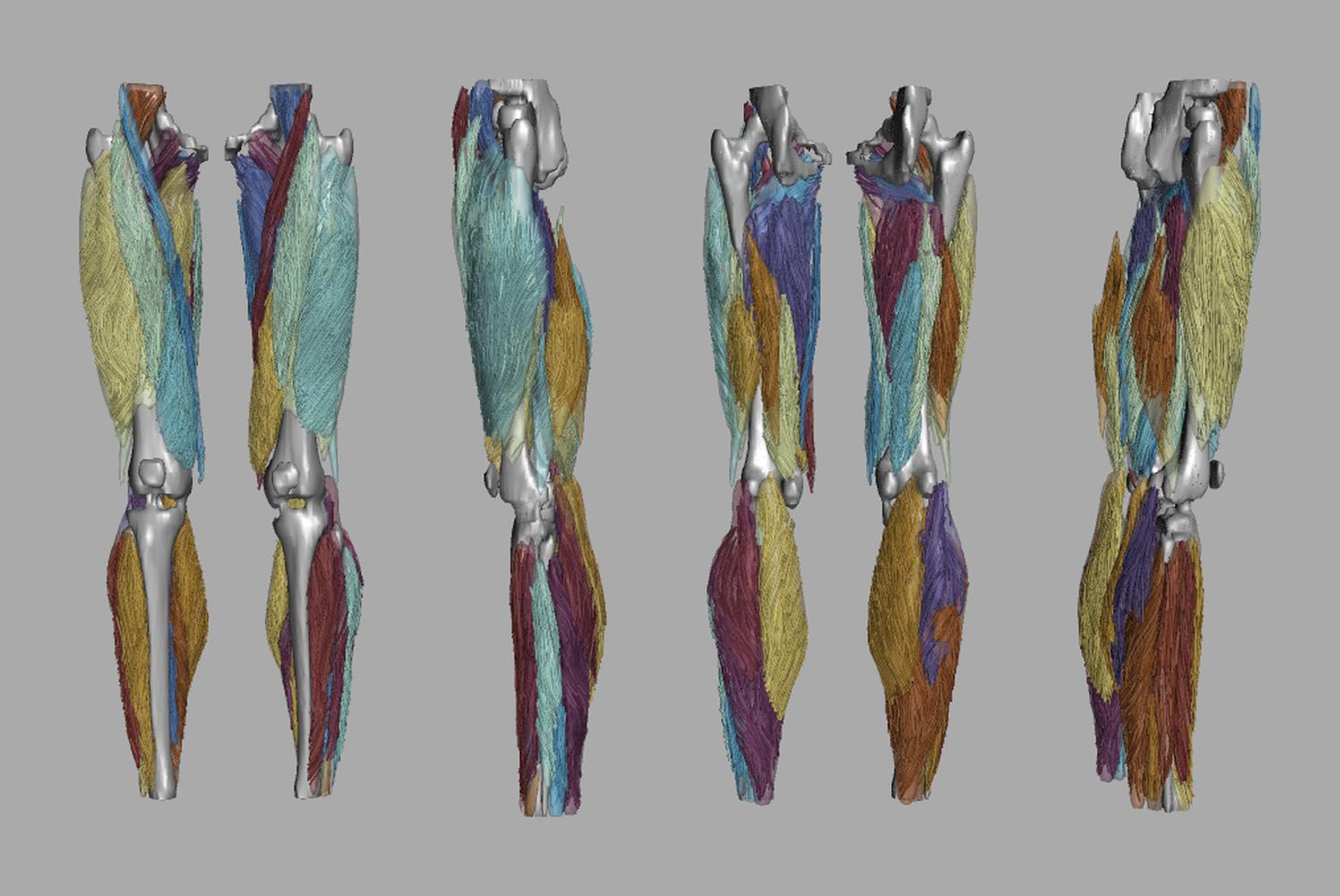 Whole leg 3D fiber tractography of all muscles segmented using a CNN UNET.