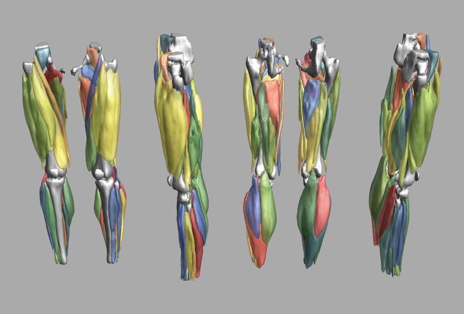 3D render of automated muscle segmentation labels generated using a CNN UNET.