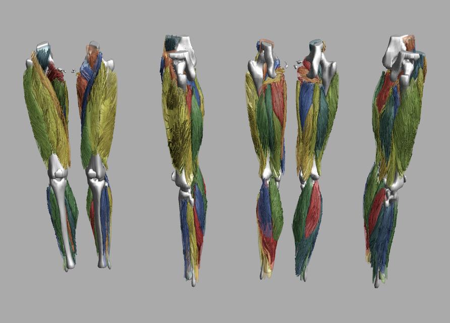 Whole leg 3D fiber tractography of all muscles segmented using a CNN UNET.