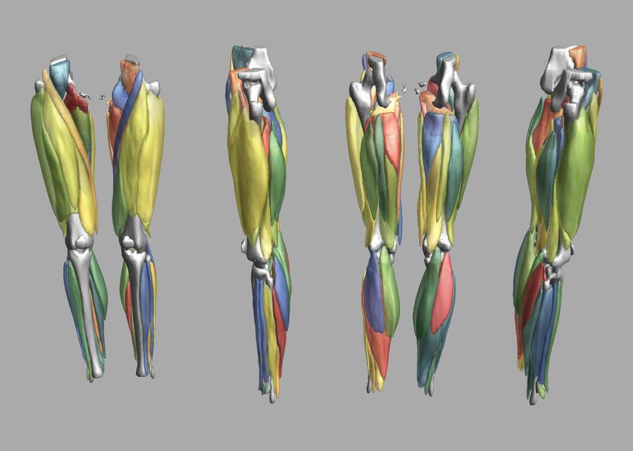 3D render of automated muscle segmentation labels generated using a CNN UNET.