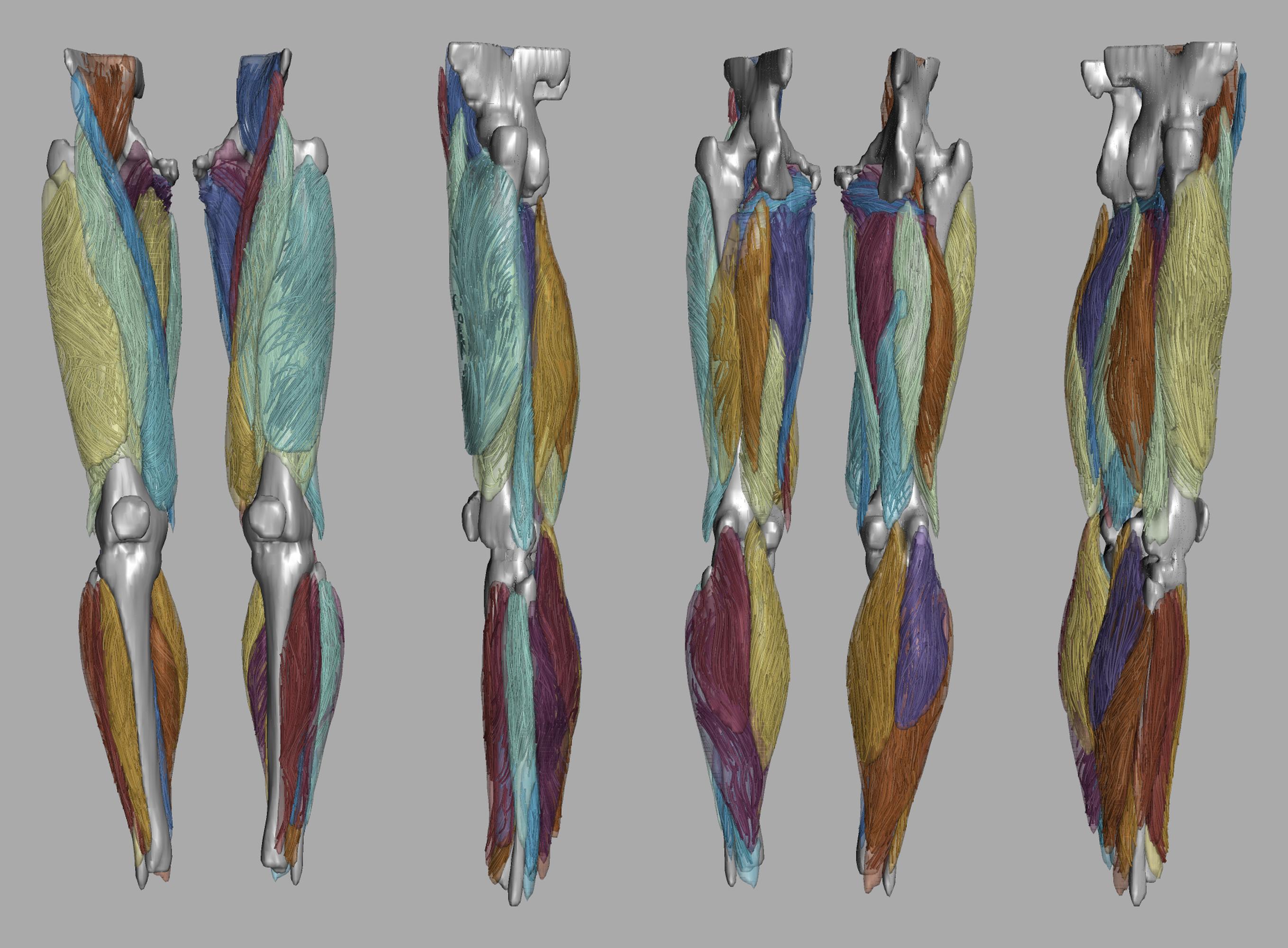 Whole leg 3D fiber tractography of all muscles segmented using a CNN UNET.