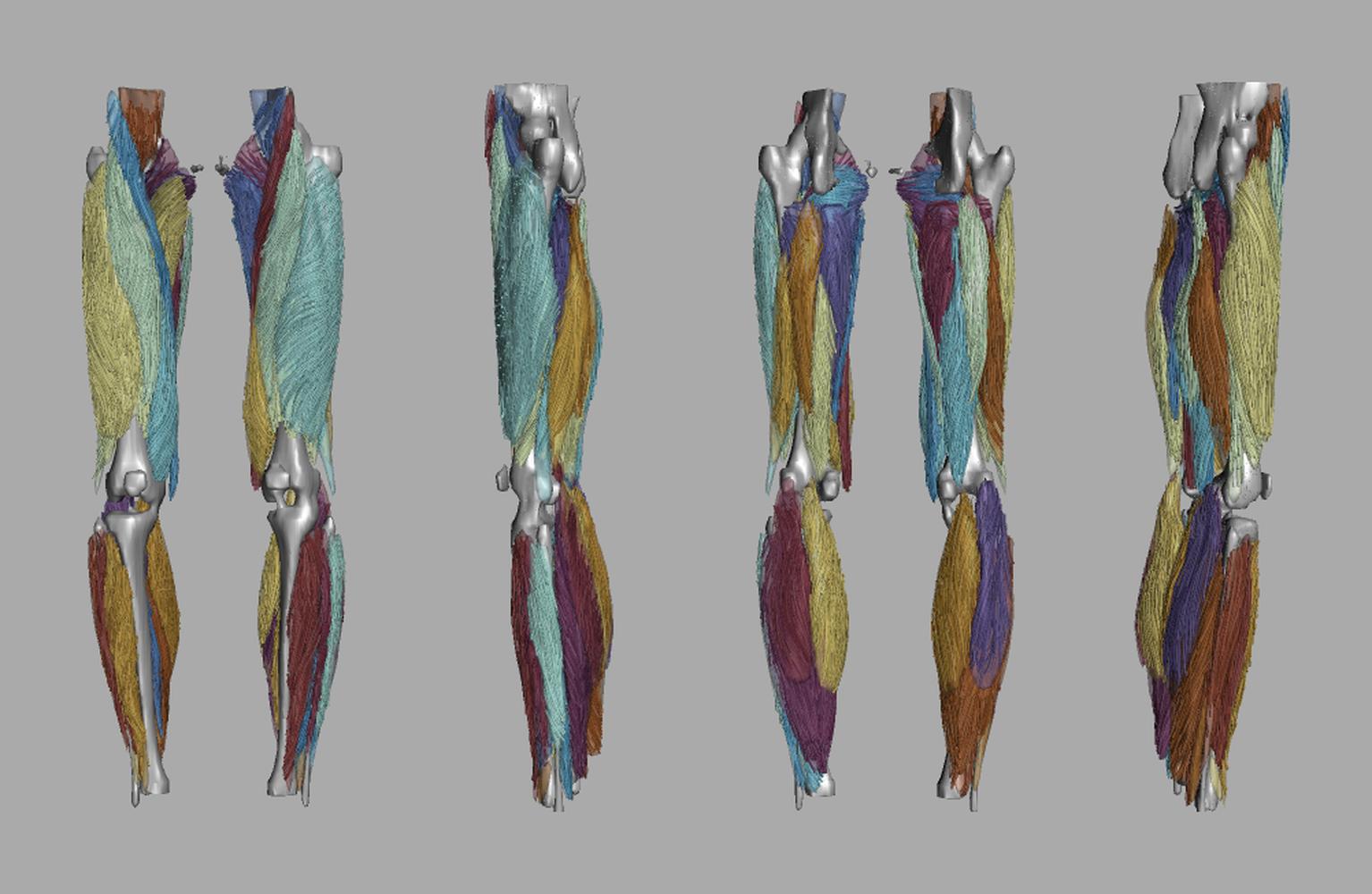 Whole leg 3D fiber tractography of all muscles segmented using a CNN UNET.