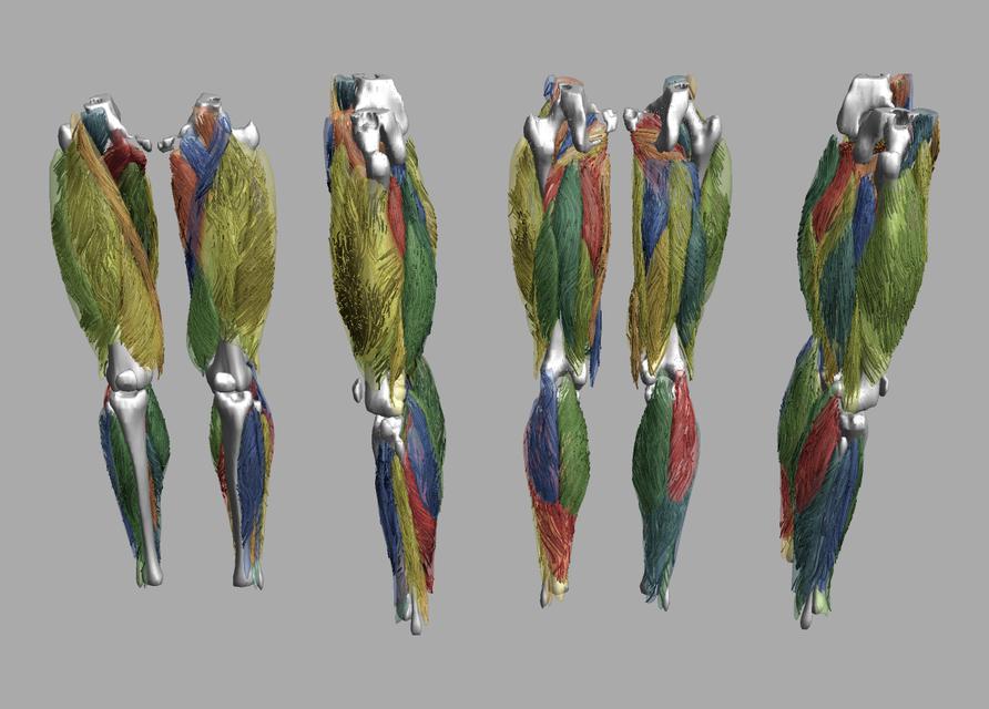 Whole leg 3D fiber tractography of all muscles segmented using a CNN UNET.